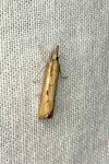 Agriphila inquinatella