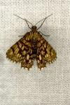 Chiasmia clathrata