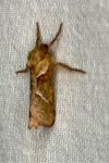 Triodia sylvina