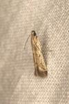 Metzneria lappella