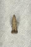 Metzneria lappella