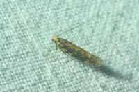 Scrobipalpa ocellatella