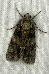 Acronicta rumicis