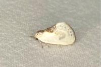 Cilix glaucata