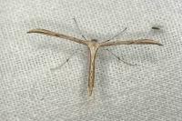 Emmelina monodactyla