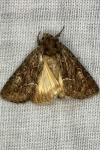 Thalpophila matura