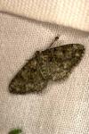 Peribatodes rhomboidaria