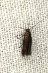 Scythris