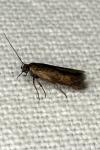 Scythris