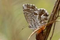 Cacyreus marshalli