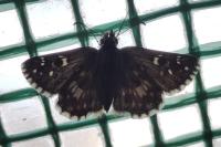 Pyrgus armoricanus