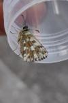 Pyrgus armoricanus