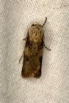 Agrotis puta