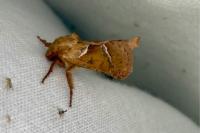 Triodia sylvina