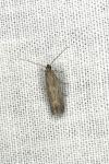 Phycitodes