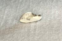Cilix glaucata