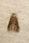 Parapoynx stratiotata