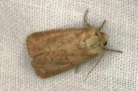 Mythimna ferrago