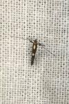 Calybites phasianipennella