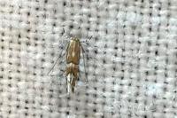 Phyllonorycter insignitella