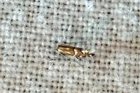 Phyllonorycter insignitella