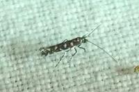 Parectopa ononidis
