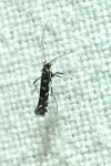Parectopa ononidis