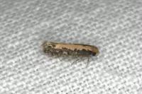 Monopis crocicapitella