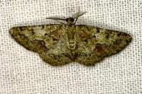 Cleorodes lichenaria
