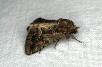 Thalpophila matura