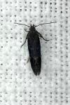 Aproaerema anthyllidella