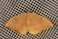 Watsonalla binaria
