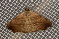 Laspeyria flexula