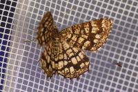 Chiasmia clathrata