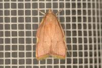 Carcina quercana