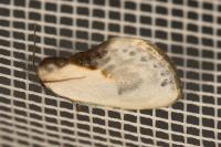 Cilix glaucata