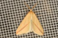 Rhodometra sacraria