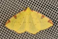 Opisthograptis luteolata