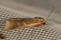 Spodoptera exigua