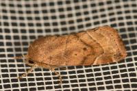 Cosmia affinis
