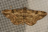 Peribatodes rhomboidaria