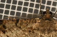 Peribatodes rhomboidaria