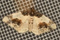 Ligdia adustata