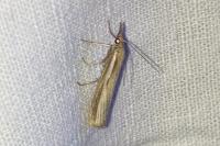 Agriphila tristella