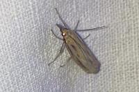 Agriphila tristella