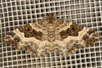 Epirrhoe alternata