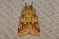 Cirrhia icteritia