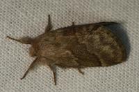 Trichiura crataegi