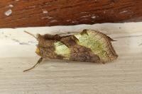 Diachrysia chrysitis