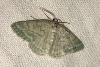 Pseudoterpna pruinata